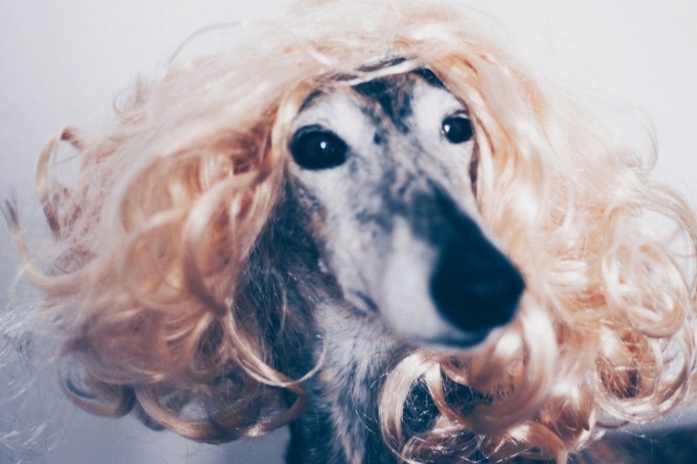 maga, original, galga, galgo, greyhound